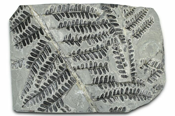 Carboniferous Fossil Fern (Pecopteris) - France #378052